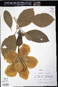 Solandra maxima image