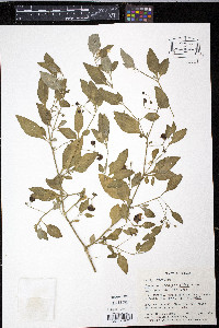 Solanum nigrescens image
