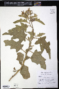 Solanum dimidiatum image