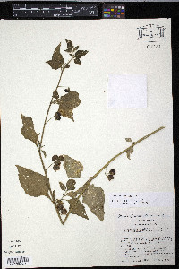 Solanum interius image