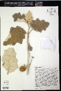 Solanum marginatum image