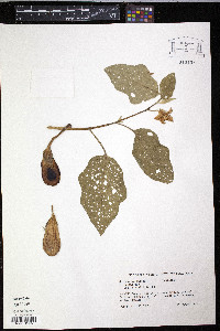 Solanum melongena image