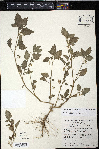 Solanum physalifolium image