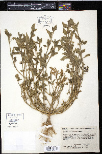Solanum sarrachoides image