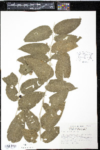 Solanum schlechtendalianum image