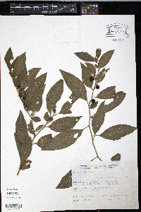 Solanum pseudocapsicum image