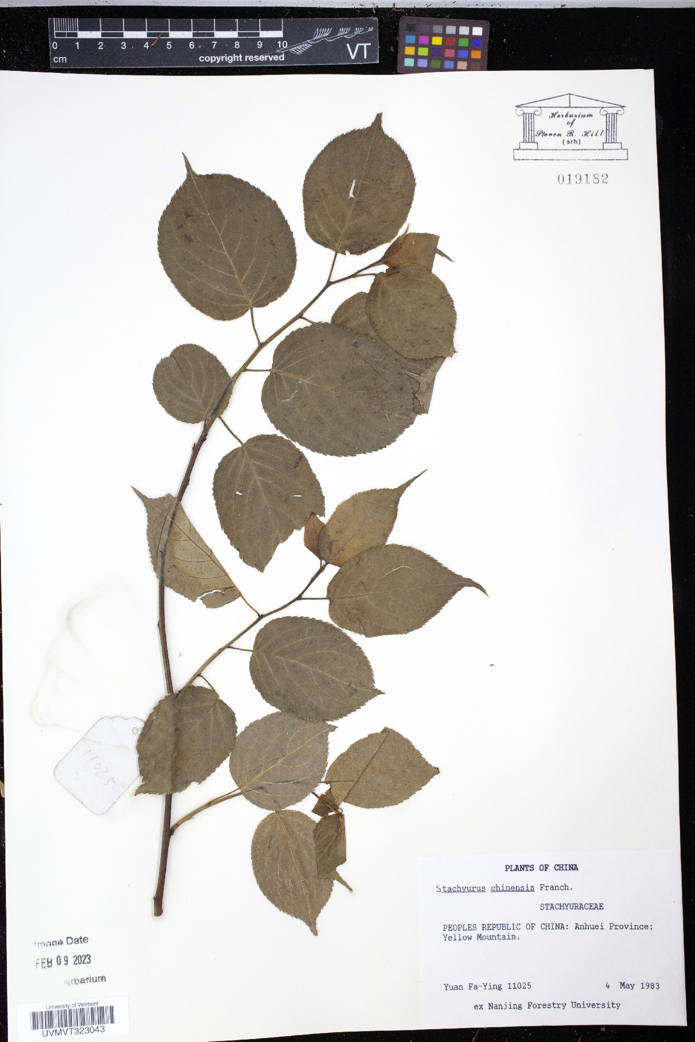 Stachyurus chinensis image