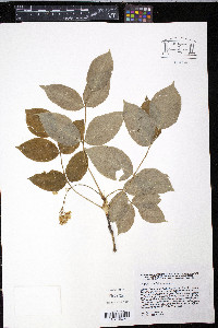 Staphylea pinnata image