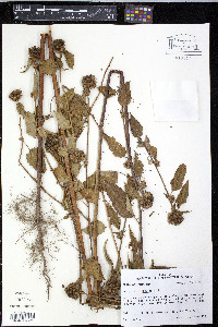 Melochia corchorifolia image