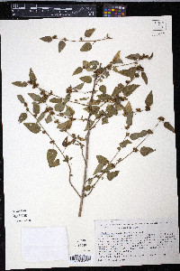 Melochia manducata image