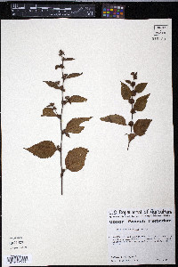 Melochia nodiflora image