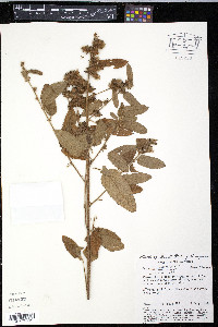 Melochia villosa image