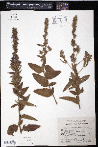 Melochia villosa image