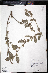 Waltheria indica image