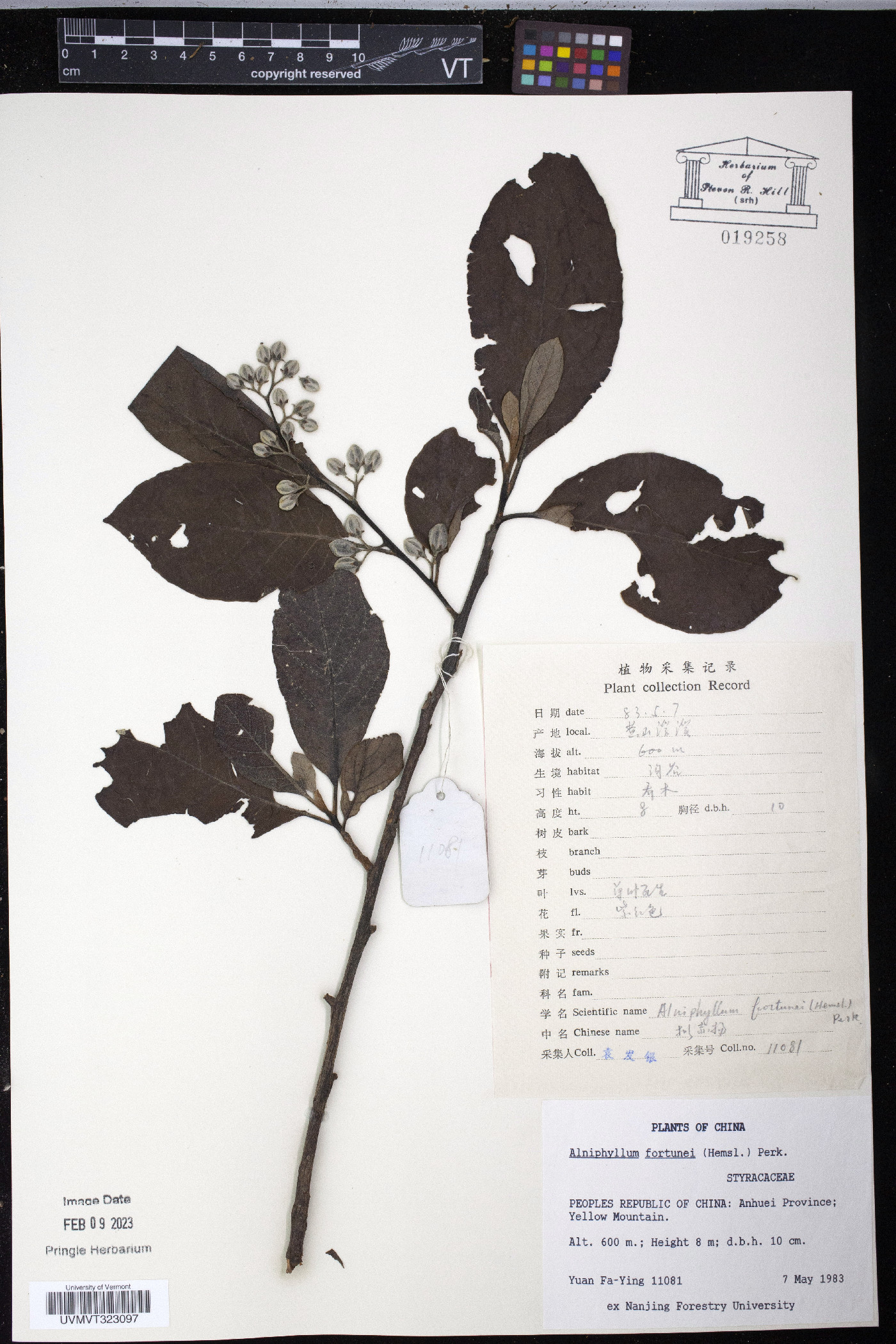 Alniphyllum fortunei image