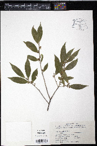 Symplocos anomala image