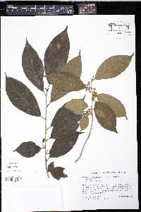 Symplocos martinicensis image
