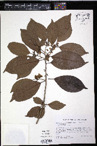 Symplocos martinicensis image