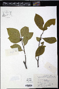 Symplocos lancifolia image