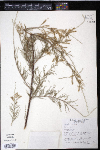 Tamarix gallica image