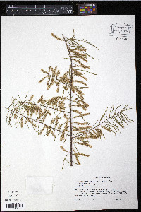 Tamarix parviflora image