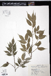 Camellia cuspidata image