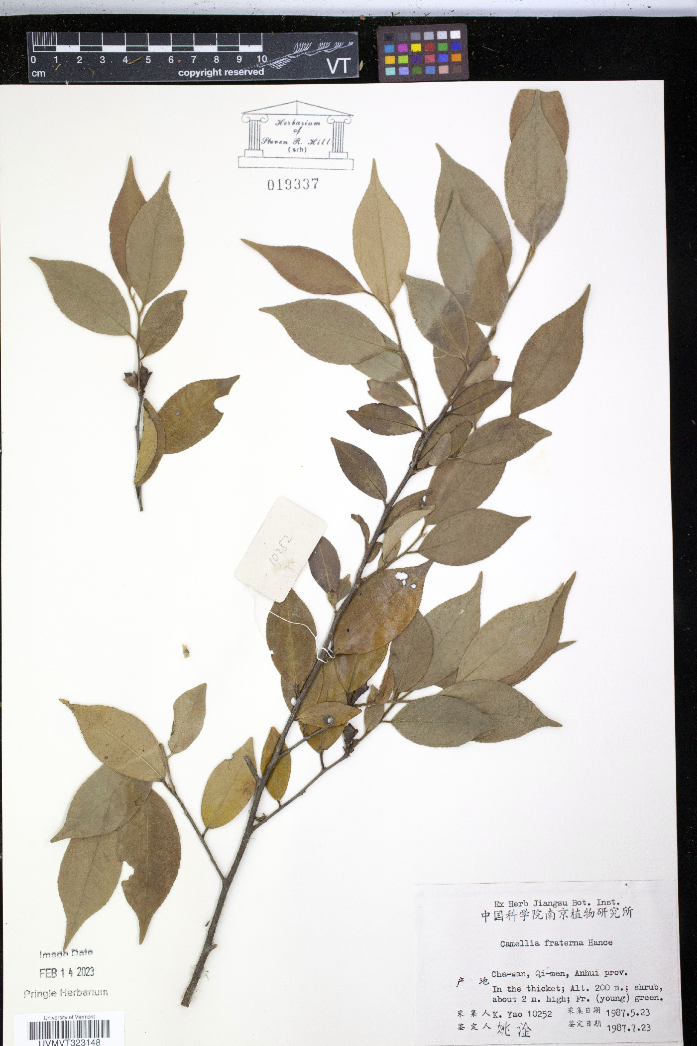 Camellia fraterna image