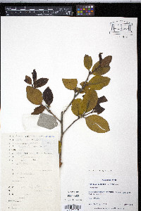 Camellia oleifera image