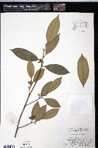 Cleyera japonica image