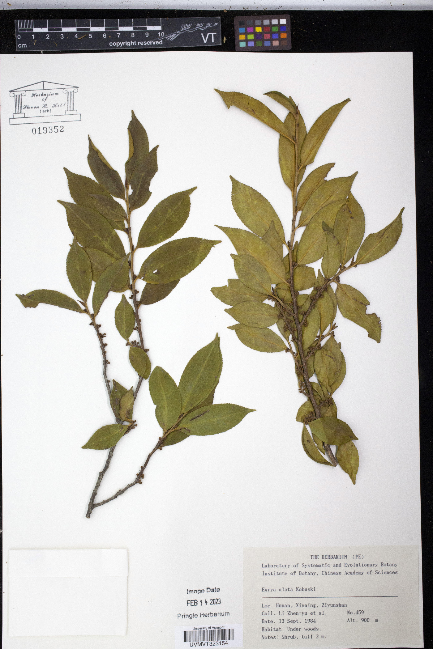 Eurya alata image