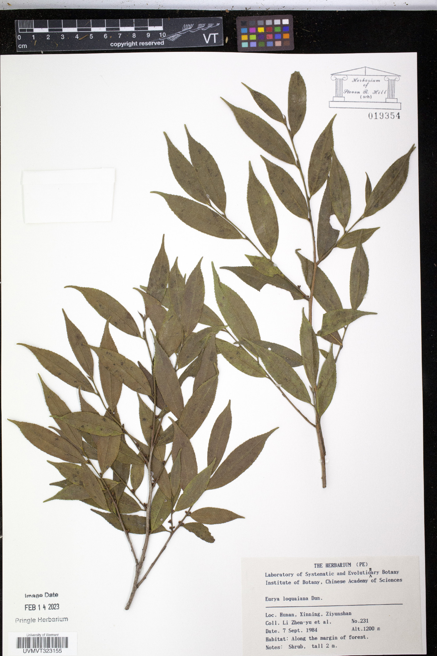 Eurya loquaiana image