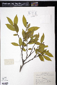 Eurya muricata image