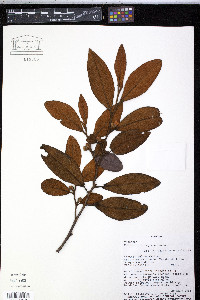 Freziera ferruginea image