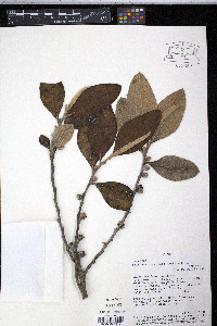 Freziera tomentosa image