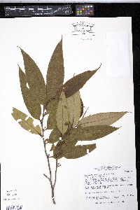 Freziera undulata image
