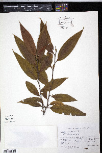 Freziera undulata image