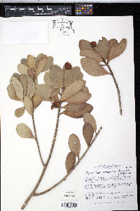 Ternstroemia peduncularis image