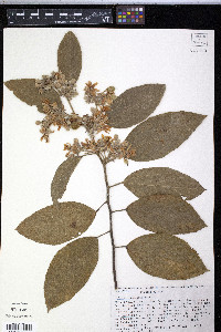 Belotia insignis image