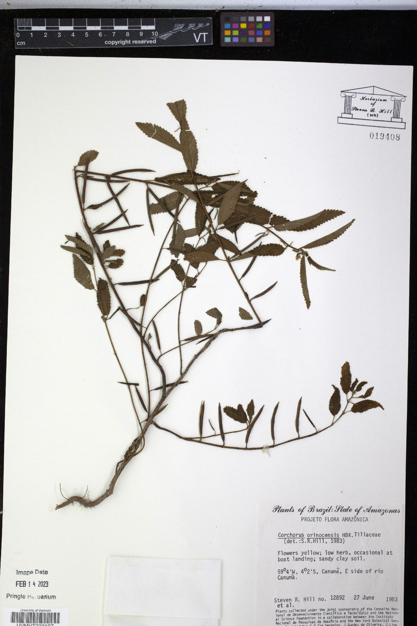 Corchorus orinocensis image