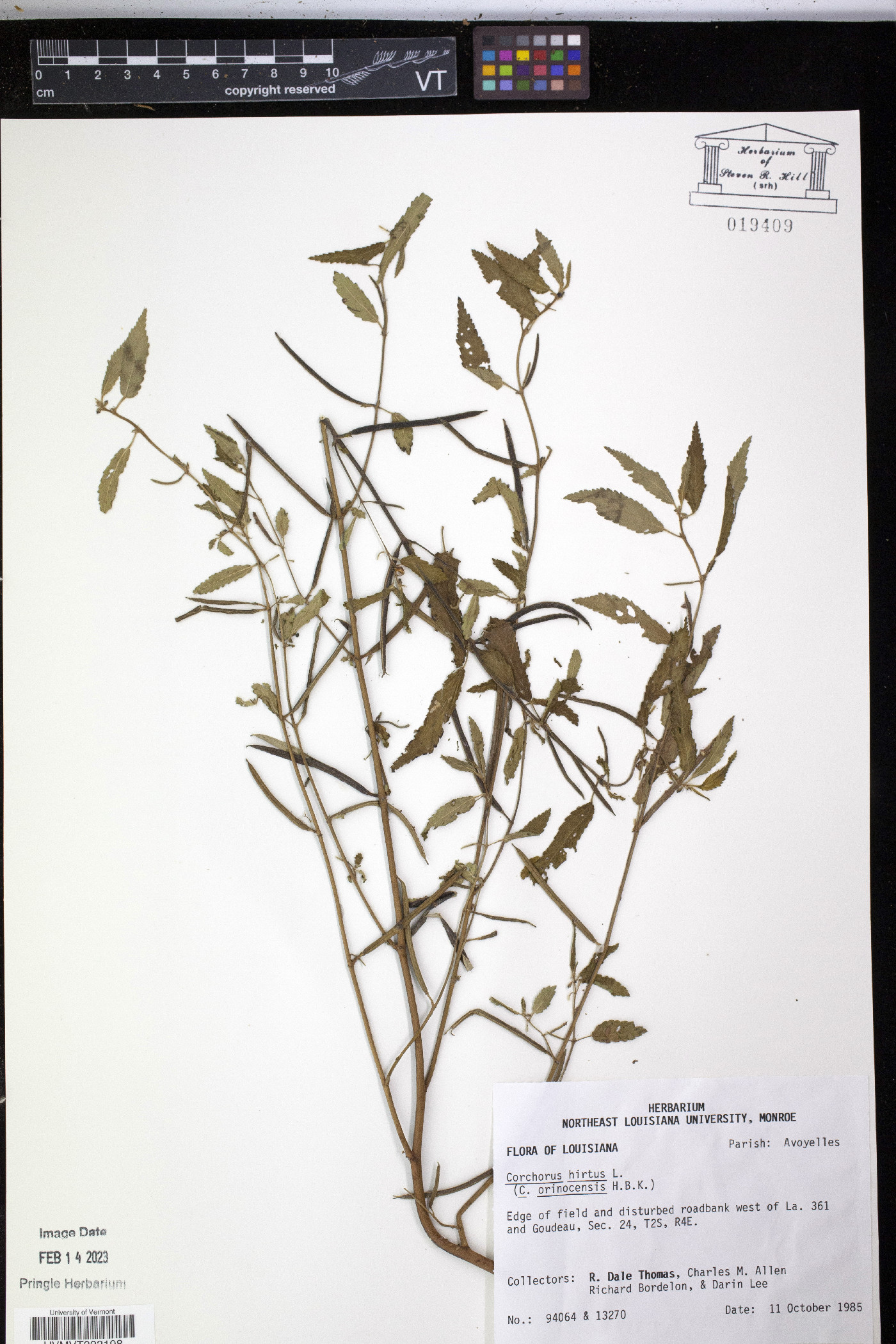 Corchorus orinocensis image