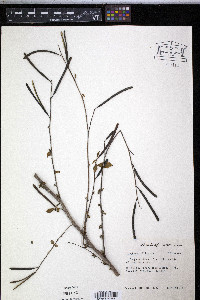 Corchorus siliquosus image