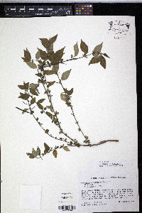 Corchorus siliquosus image