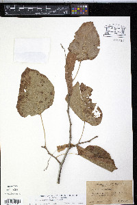 Tilia americana var. caroliniana image