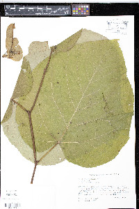 Tilia americana var. caroliniana image