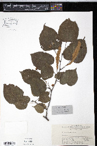 Media resource of Tilia paucicostata