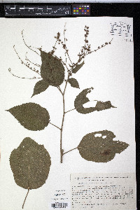 Triumfetta galeottiana image