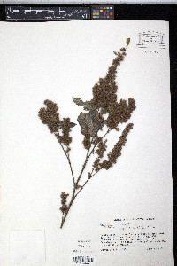 Triumfetta lappula image