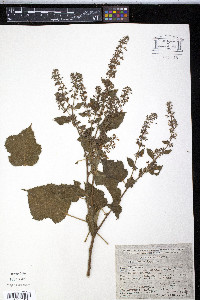 Triumfetta lappula image