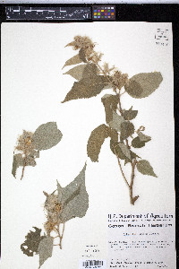 Triumfetta purpusii image