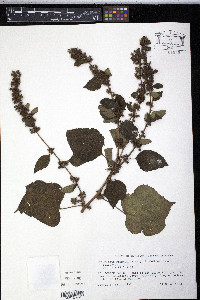 Triumfetta semitriloba image